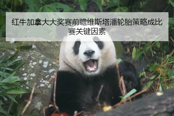 红牛加拿大大奖赛前瞻维斯塔潘轮胎策略成比赛关键因素
