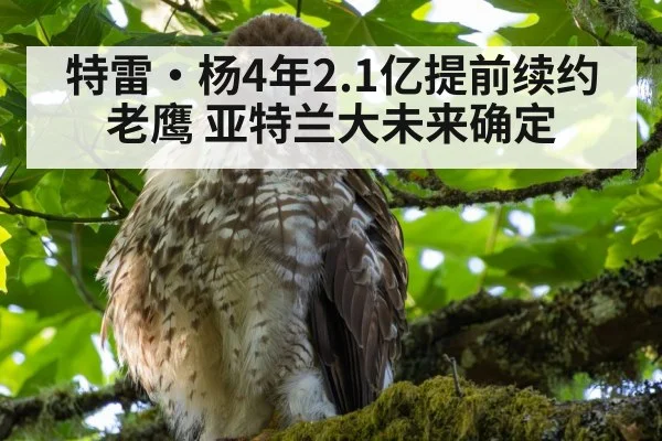 特雷·杨4年2.1亿提前续约老鹰 亚特兰大未来确定